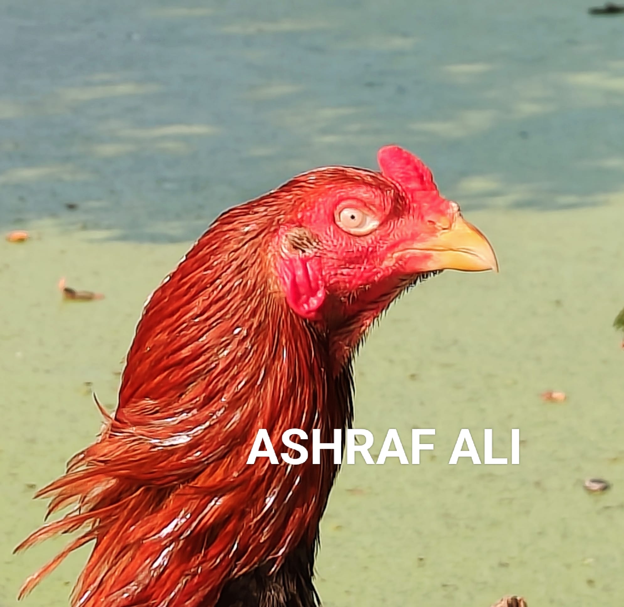 RAMPURI ASEEL, INDIAN ASEEL, SOUTH ASEEL, SEVAL , KOLI, MURGA,ASIL. INDIAN ASIL.