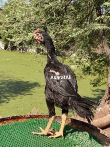 RAMPURI ASEEL, INDIAN ASEEL, REZA ASEEL, SEVAL, MURGA, ASIL, COCK FIGHT, EGGS, POULTRY BUSINESS, ASIL FIGHT, ASEEL FIGHT, AMROHA ASEEL, PAKISTANI ASEEL, MIANWALI ASEEL