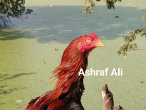 RAMPURI ASEEL, INDIAN ASEEL, REZA ASEEL, SEVAL, MURGA, ASIL, COCK FIGHT, EGGS, POULTRY BUSINESS, ASIL FIGHT, ASEEL FIGHT, AMROHA ASEEL, PAKISTANI ASEEL, MIANWALI ASEEL
