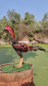 RAMPURI ASEEL, INDIAN ASEEL, REZA ASEEL, SEVAL, MURGA, ASIL, COCK FIGHT, EGGS, POULTRY BUSINESS, ASIL FIGHT, ASEEL FIGHT, AMROHA ASEEL, PAKISTANI ASEEL, MIANWALI ASEEL