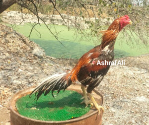 RAMPURI ASEEL, INDIAN ASEEL, REZA ASEEL, SEVAL, MURGA, ASIL, COCK FIGHT, EGGS, POULTRY BUSINESS, ASIL FIGHT, ASEEL FIGHT, AMROHA ASEEL, PAKISTANI ASEEL, MIANWALI ASEEL