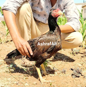 RAMPURI ASEEL, INDIAN ASEEL, REZA ASEEL, SEVAL, MURGA, ASIL, COCK FIGHT, EGGS, POULTRY BUSINESS, ASIL FIGHT, ASEEL FIGHT, AMROHA ASEEL, PAKISTANI ASEEL, MIANWALI ASEEL