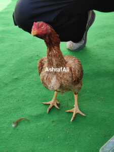 RAMPURI ASEEL, INDIAN ASEEL, REZA ASEEL, SEVAL, MURGA, ASIL, COCK FIGHT, EGGS, POULTRY BUSINESS, ASIL FIGHT, ASEEL FIGHT, AMROHA ASEEL, PAKISTANI ASEEL, MIANWALI ASEEL