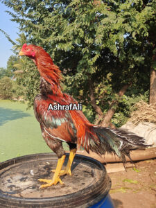 RAMPURI ASEEL, INDIAN ASEEL, REZA ASEEL, SEVAL, MURGA, ASIL, COCK FIGHT, EGGS, POULTRY BUSINESS, ASIL FIGHT, ASEEL FIGHT, AMROHA ASEEL, PAKISTANI ASEEL, MIANWALI ASEEL