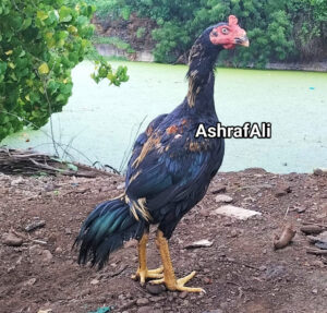 RAMPURI ASEEL, INDIAN ASEEL, REZA ASEEL, SEVAL, MURGA, ASIL, COCK FIGHT, EGGS, POULTRY BUSINESS, ASIL FIGHT, ASEEL FIGHT, AMROHA ASEEL, PAKISTANI ASEEL, MIANWALI ASEEL