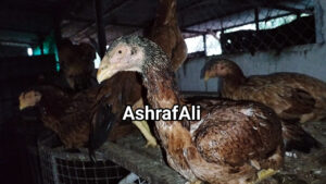 RAMPURI ASEEL, INDIAN ASEEL, REZA ASEEL, SEVAL, MURGA, ASIL, COCK FIGHT, EGGS, POULTRY BUSINESS, ASIL FIGHT, ASEEL FIGHT, AMROHA ASEEL, PAKISTANI ASEEL, MIANWALI ASEEL