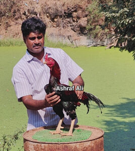 RAMPURI ASEEL, INDIAN ASEEL, REZA ASEEL, SEVAL, MURGA, ASIL, COCK FIGHT, EGGS, POULTRY BUSINESS, ASIL FIGHT, ASEEL FIGHT, AMROHA ASEEL, PAKISTANI ASEEL, MIANWALI ASEEL