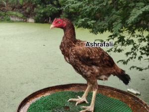RAMPURI ASEEL, INDIAN ASEEL, REZA ASEEL, SEVAL, MURGA, ASIL, COCK FIGHT, EGGS, POULTRY BUSINESS, ASIL FIGHT, ASEEL FIGHT, AMROHA ASEEL, PAKISTANI ASEEL, MIANWALI ASEEL