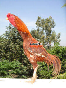 RAMPURI ASEEL, INDIAN ASEEL, REZA ASEEL, SEVAL, MURGA, ASIL, COCK FIGHT, EGGS, POULTRY BUSINESS, ASIL FIGHT, ASEEL FIGHT, AMROHA ASEEL, PAKISTANI ASEEL, MIANWALI ASEEL