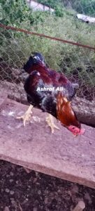 RAMPURI ASEEL, INDIAN ASEEL, REZA ASEEL, SEVAL, MURGA, ASIL, COCK FIGHT, EGGS, POULTRY BUSINESS, ASIL FIGHT, ASEEL FIGHT, AMROHA ASEEL, PAKISTANI ASEEL, MIANWALI ASEEL