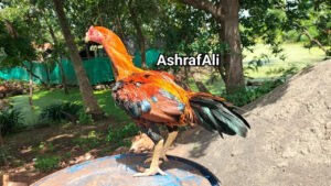 RAMPURI ASEEL, INDIAN ASEEL, REZA ASEEL, SEVAL, MURGA, ASIL, COCK FIGHT, EGGS, POULTRY BUSINESS, ASIL FIGHT, ASEEL FIGHT, AMROHA ASEEL, PAKISTANI ASEEL, MIANWALI ASEEL