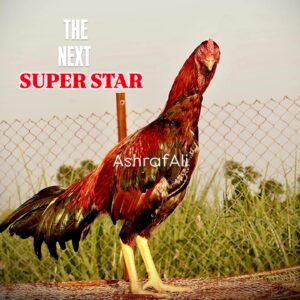 RAMPURI ASEEL, INDIAN ASEEL, REZA ASEEL, SEVAL, MURGA, ASIL, COCK FIGHT, EGGS, POULTRY BUSINESS, ASIL FIGHT, ASEEL FIGHT, AMROHA ASEEL, PAKISTANI ASEEL, MIANWALI ASEEL