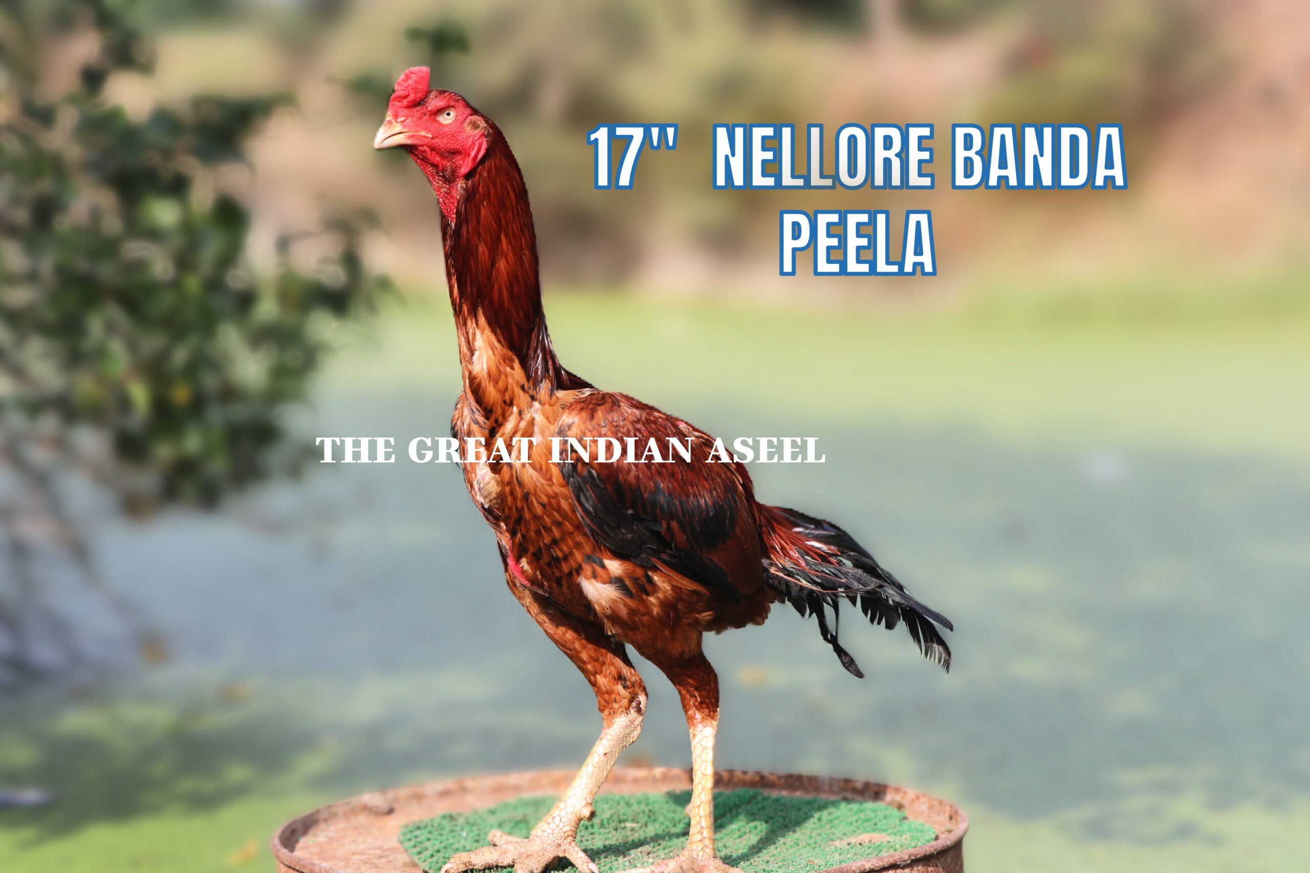 INDIAN ASEEL, SOUTH INDIAN LARGE SIZE ASEEL, BANDA PEELA