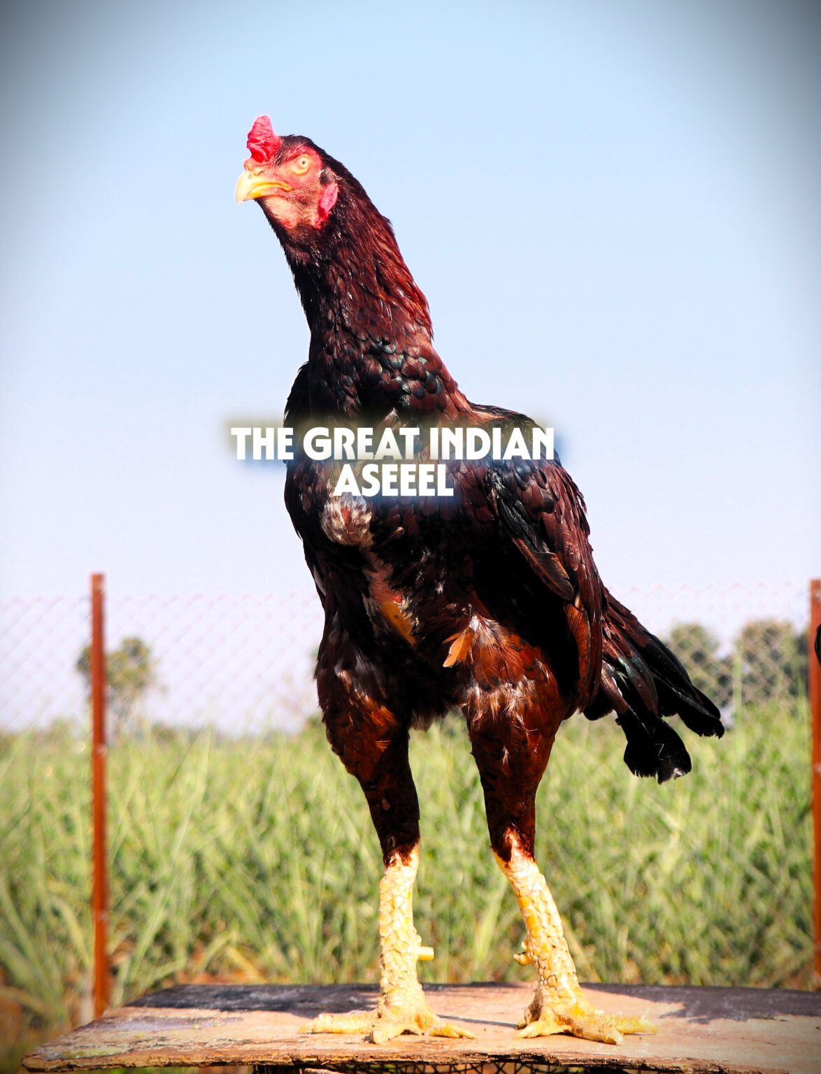 ASEEL, ASIL , RAMPURI ASEEL, MADRAS ASEEL, SEVAL, KOLI, MURGA. COCKFIGHT