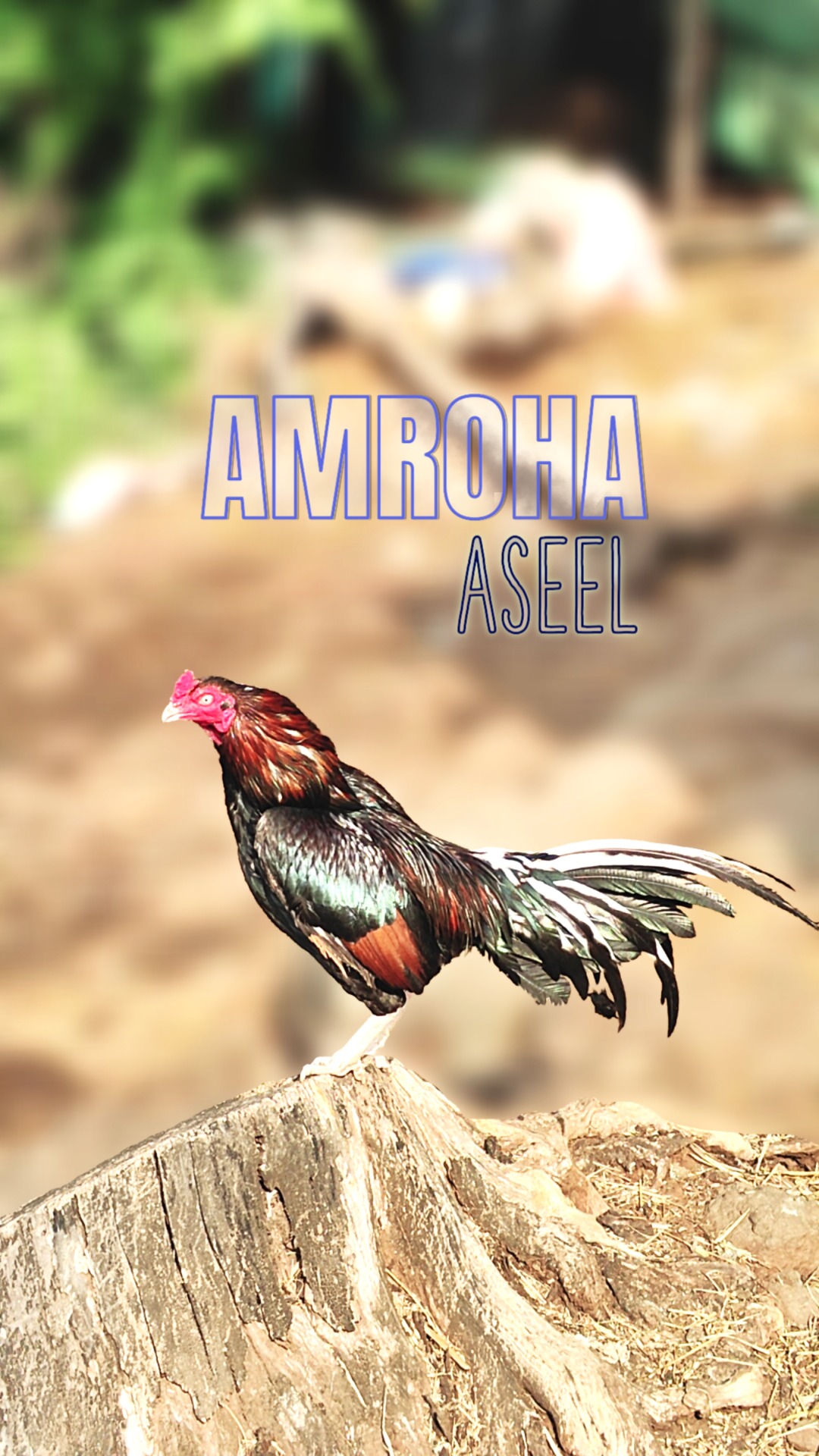 AMROHA, AMROHA ASEEL, ASIL , ASEEL, INDIAN ASEEL, INDIAN ASIL, RAMPURI ASEEL, ASEEL RAMPURI, SOUTH INDIAN ASEEL