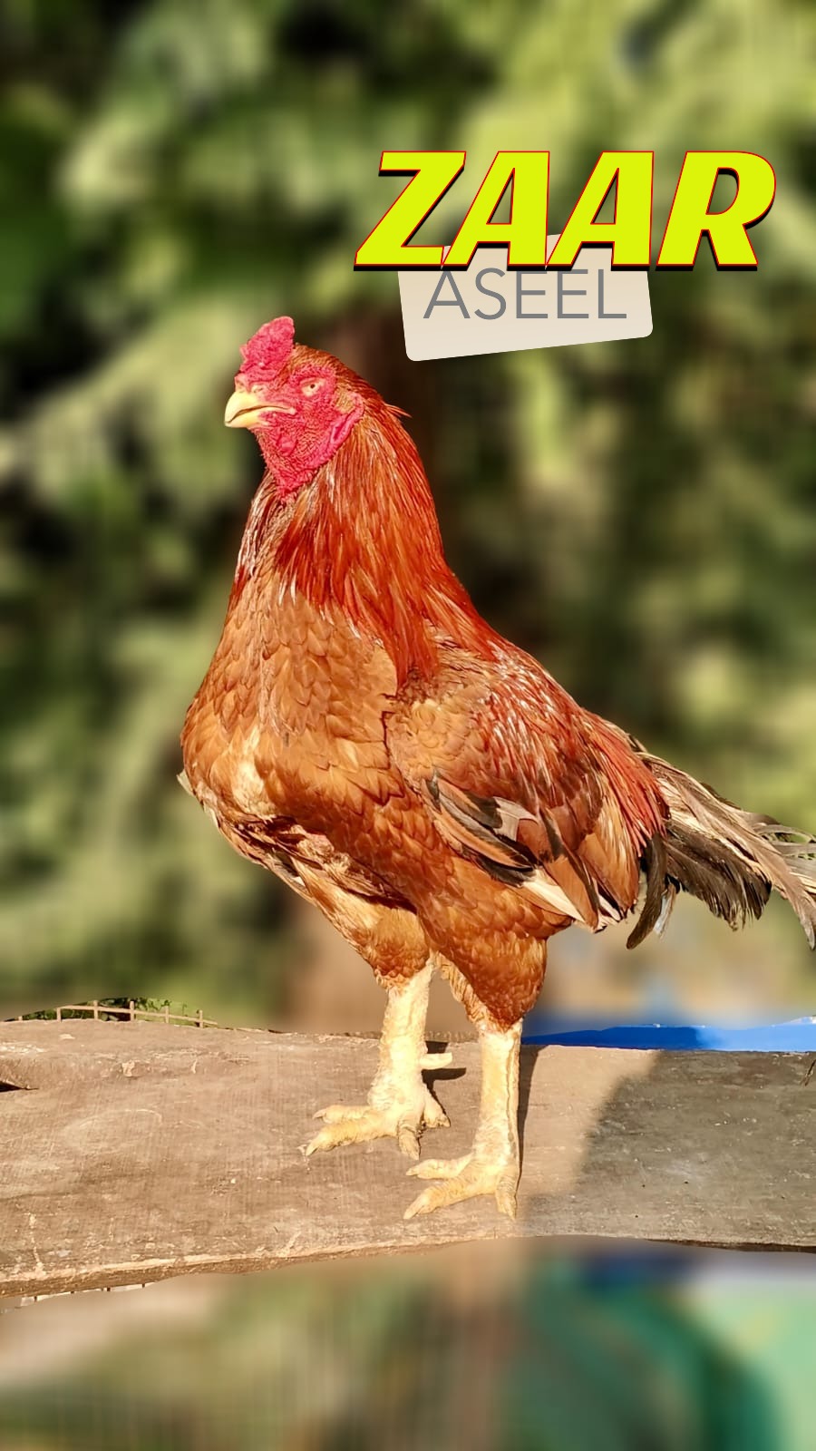 ZAAR ASEEL, ASEEL INDIA, ASIL INDIA, INDIAN ASEEL,MURGA,